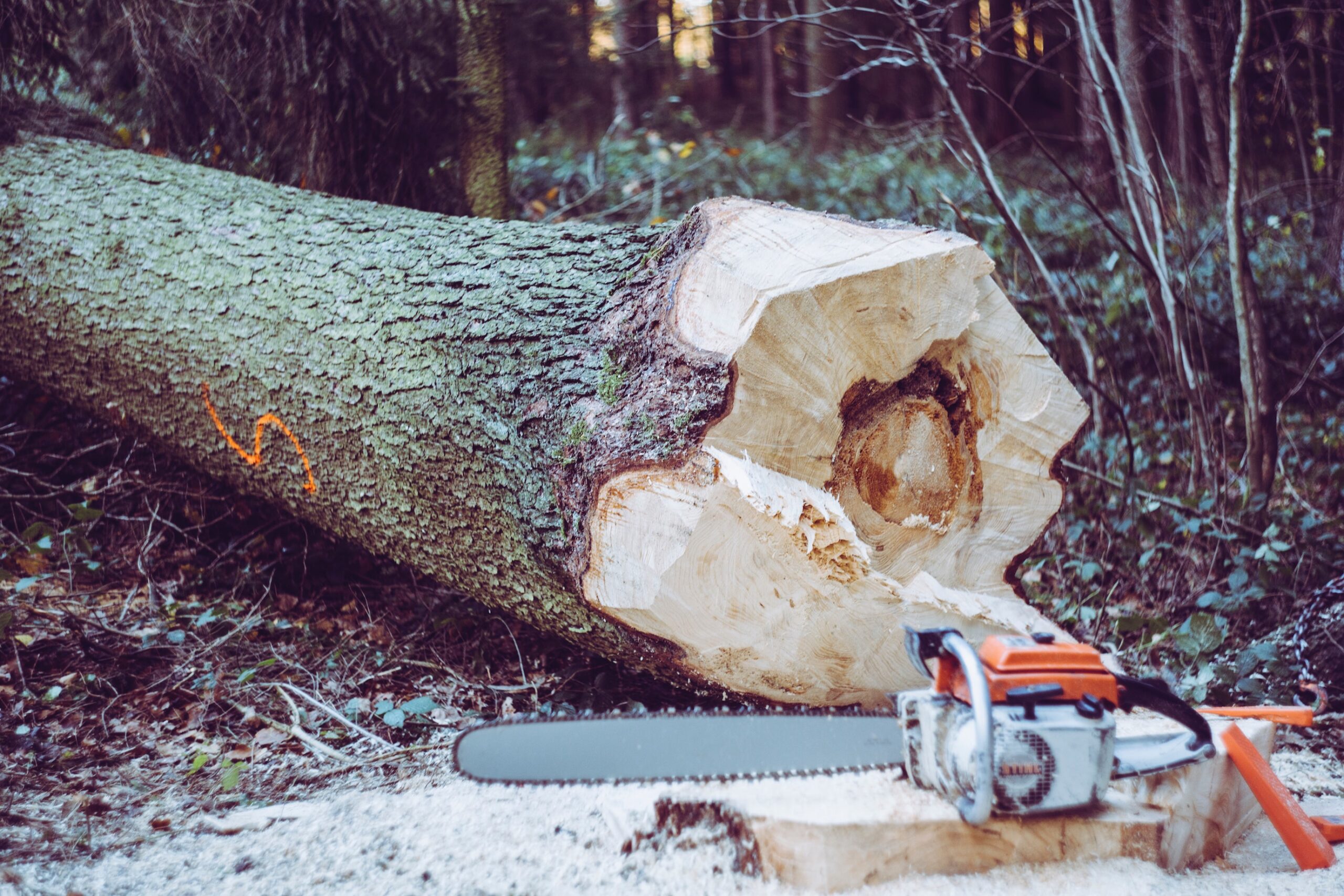 fakivágás, láncfűrész és kidőlt fa